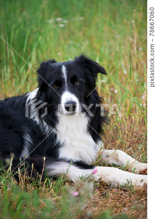 Portrait of a male loving and peaceful border collie relaxes in the grass - selective focus 78667060