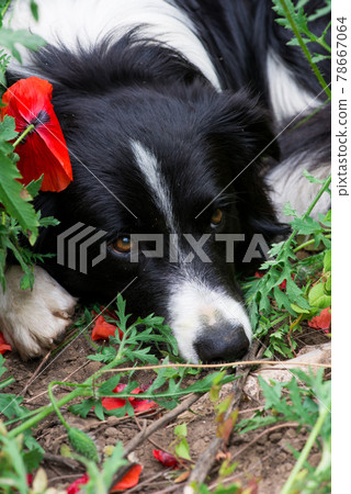 Close-up of purebred border collie dog lying in wild poppies on a summer day - selective focus Close-up of purebred border collie dog lying in wild poppies on a summer day - selective focus 78667064