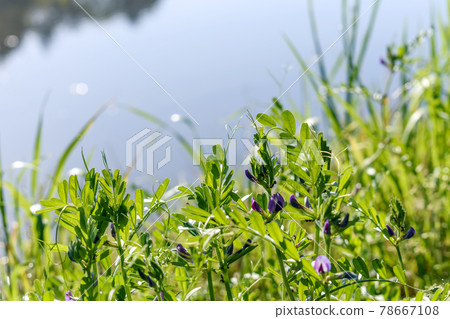 路邊的野豌豆 78667108