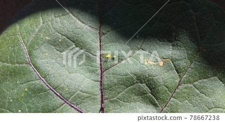 蚜蟲生完孩子後立即 78667238