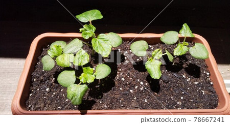 Okra in the vegetable garden where the true leaves have grown slightly Okra in the vegetable garden where the true leaves have grown slightly 78667241