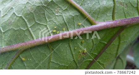 蚜蟲聚集在茄子的血管裡 78667242