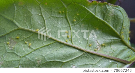 Aphids on eggplant leaves Aphids on eggplant leaves 78667243