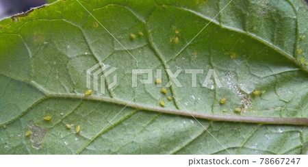 茄子葉背面的蚜蟲繁殖 78667247