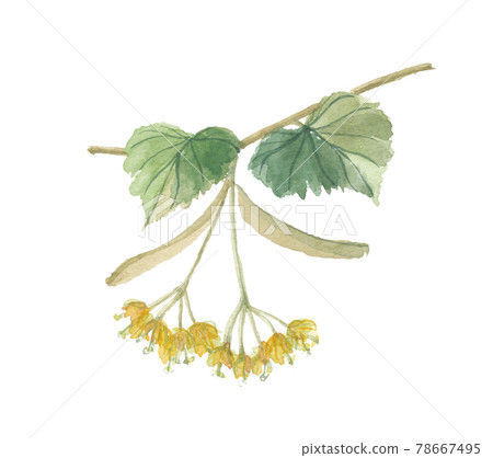 菩提花菩提花 菩提花菩提花 78667495