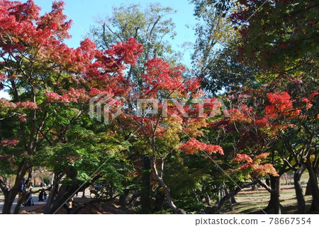 奈良公園吉代川的秋葉 奈良公園吉代川的秋葉 78667554