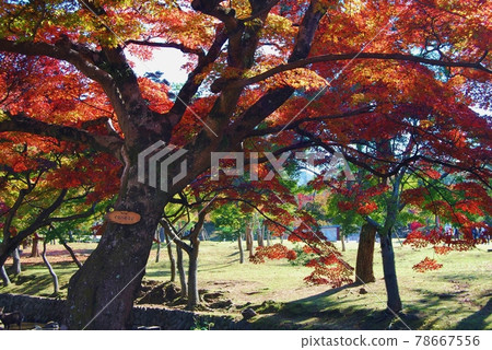 奈良公園吉代川的秋葉 78667556