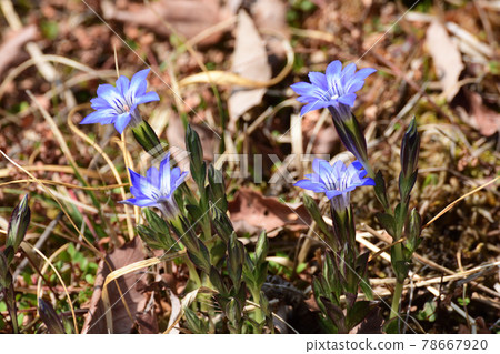 Blue flowers of Halluintou 78667920