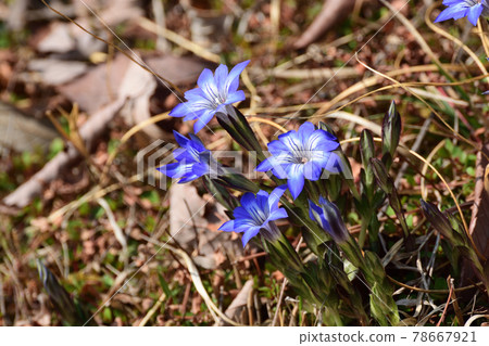 Blue flowers of Halluintou 78667921