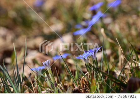 Blue flowers of Halluintou 78667922