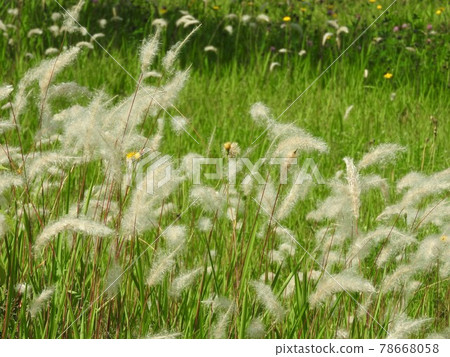 Ears of Imperata cylindrica that grow in clusters in the field Ears of Imperata cylindrica that grow in clusters in the field 78668058