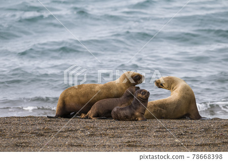 Mother and baby sea lion, Patagonia 78668398
