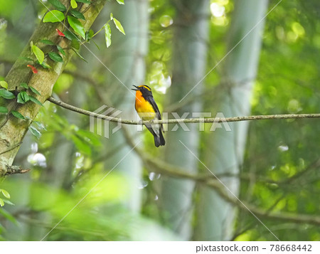 Narcissus flycatcher, a beautiful summer bird that perches on a tree branch and sings 78668442