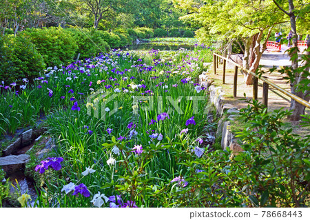 山口縣下關市東行庵的池塘里盛開的鳶尾 78668443