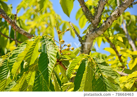Deciduous tree with small fruits Deciduous tree with small fruits 78668463
