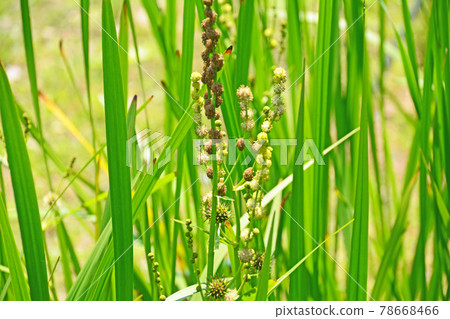 Perennial water extraction plant Mikuri with spherical inflorescences 78668466