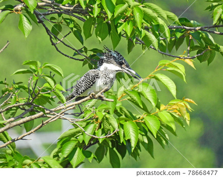翠鳥,翠鳥家族中最大的鳥,棲息在河邊的樹枝上 翠鳥,翠鳥家族中最大的鳥,棲息在河邊的樹枝上 78668477