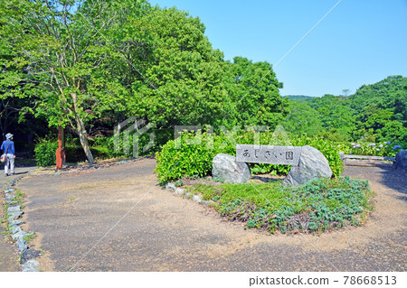 Ejio Park Hydrangea Garden in Sanyo Onoda City, Yamaguchi Prefecture Ejio Park Hydrangea Garden in Sanyo Onoda City, Yamaguchi Prefecture 78668513