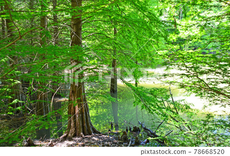 Deciduous coniferous cypress with roots growing in moist areas Deciduous coniferous cypress with roots growing in moist areas 78668520
