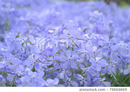 清晨花田 清晨花田 78668669
