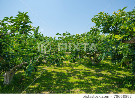 Blue sky and persimmon tree Asakura city Blue sky and persimmon tree Asakura city 78668892