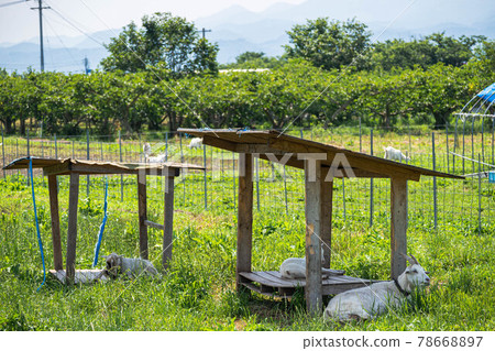 Rural landscape with goats 78668897