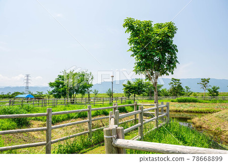 Scenery from the idyllic park 78668899