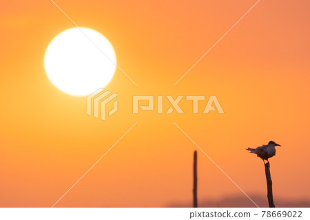 Viewpoint to watch the sunset in the middle of the sea, seagulls come to island on the stumps 78669022