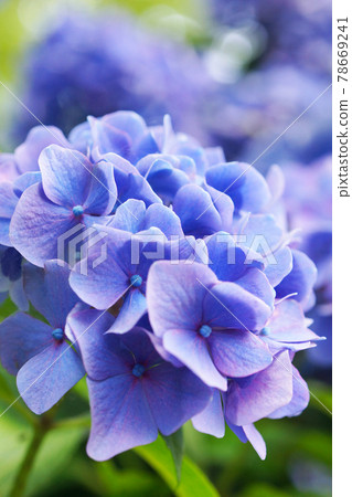 Blue hydrangea 78669241