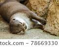 躺著睡覺的小爪水獺 78669330