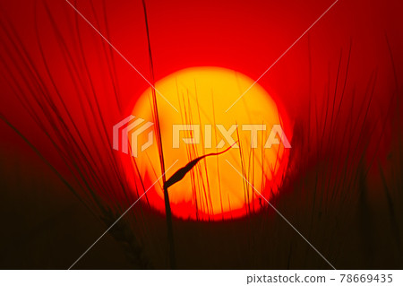 Summer Sun Shining Through Young Wheat Sprouts. Sunset Sunrise Sun. Close up Summer Sun Shining Through Young Wheat Sprouts. Sunset Sunrise Sun. Close up 78669435