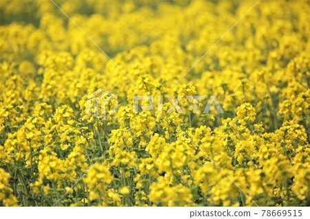 強姦開花 78669515