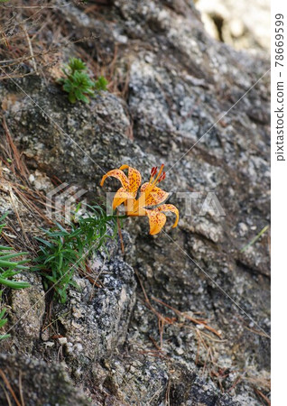 笹川流岩合 78669599