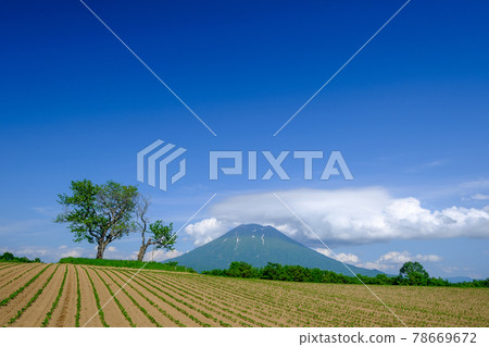 二世谷雙樹和羊蹄山 78669672
