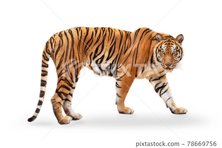 royal tiger (P. t. corbetti) isolated on white background clipping path included. 78669756