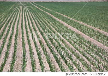 Hokkaido scenery "onion field" 78669947