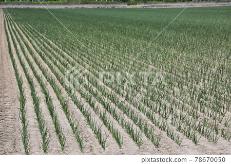 Hokkaido scenery "onion field" 78670050