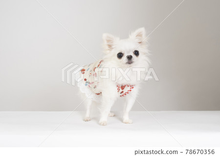 在逗人喜愛的服裝的白色長的外套奇瓦瓦狗 在逗人喜愛的服裝的白色長的外套奇瓦瓦狗 78670356
