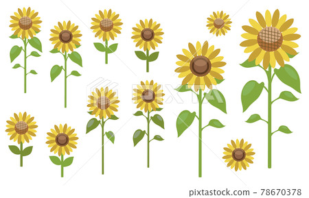 Sunflower set Sunflower set 78670378