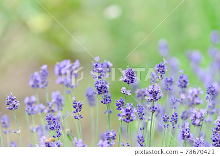 lavender lavender 78670421