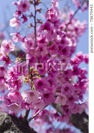 Under the blue sky, the cherry blossoms in the park are in full bloom and very beautiful. The name of the cherry blossom is Yoko (Sunlight). Under the blue sky, the cherry blossoms in the park are in full bloom and very beautiful. The name of the cherry blossom is Yoko (Sunlight). 78670443