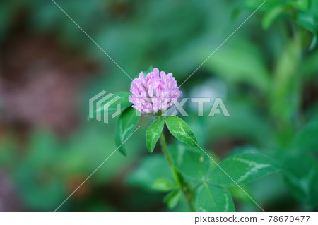Murasakitetsukusa Murasakitetsukusa 78670477