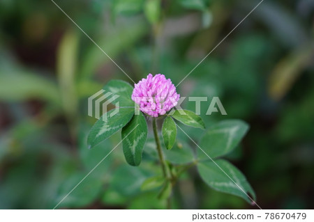 Murasakitetsukusa Murasakitetsukusa 78670479