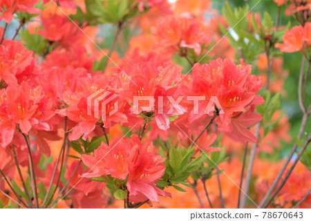 Red azalea 78670643