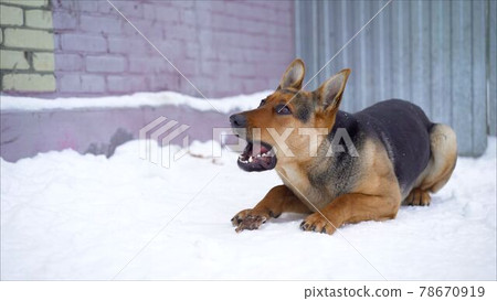 Eating Snow Dog German Shepherd. German shepherd eats in the winter in the yard. German Shepherd Dog Eating Snow Dog German Shepherd. German shepherd eats in the winter in the yard. German Shepherd Dog 78670919