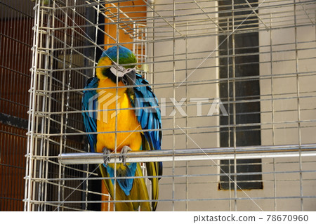 Blue-and-yellow macaw-Sagamihara Asamizo Park Fureai Animal Square- 78670960