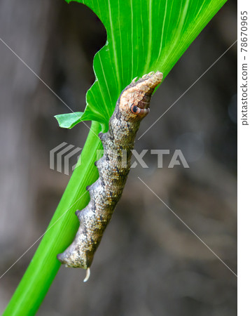 Velvet sparrow larva Velvet sparrow larva 78670965