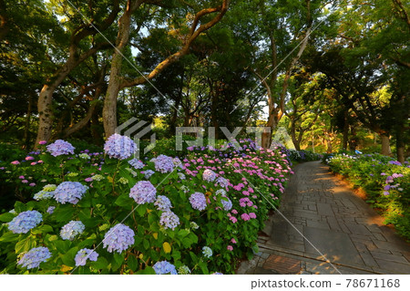 Shimoda City, Shizuoka Prefecture Izu Shimoda Park Hydrangea, one of Japan's leading hydrangea sights Shimoda City, Shizuoka Prefecture Izu Shimoda Park Hydrangea, one of Japan's leading hydrangea sights 78671168