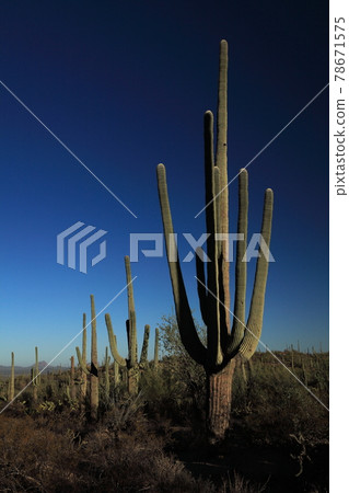 仙人掌國家公園 仙人掌 亞利桑那 78671575