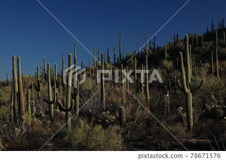Saguaro National Park Cactus Arizona 78671576
